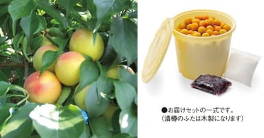 手摘み完熟　南高梅干しキット3kg