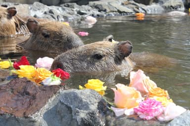 カピバラの変わり湯(バラ風呂)