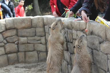 カピバラのホワイトデー