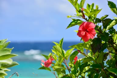 一年を通して鮮やかな花々が咲き誇るシギラリゾート