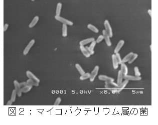 図2：マイコバクテリウム属の菌