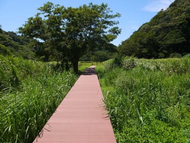 小網代の森