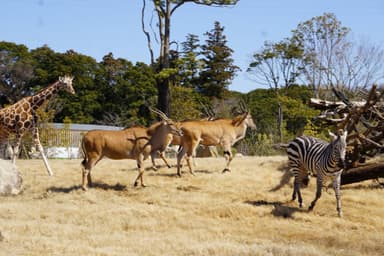 アフリカのサバンナ施設風景