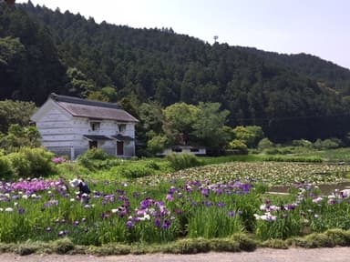 花菖蒲園