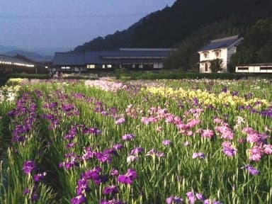 トワイライト花菖蒲(植物・花専用LEDライトアップ)1