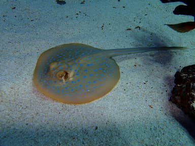 「刺す」毒生物　リーフスティングレイ