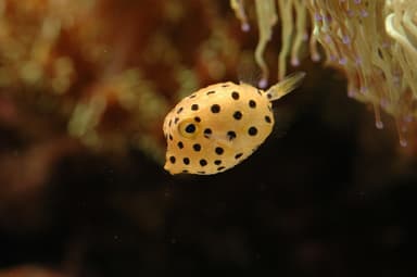 「中毒」毒生物　ミナミハコフグ