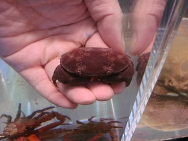 「中毒」毒生物　スベスベマンジュウガニ