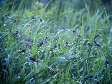 「ツバメのねぐら入り」の様子(2)