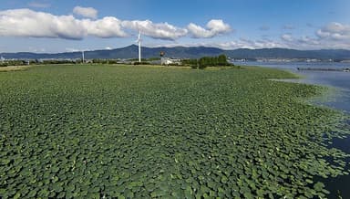 ハスの花群生地