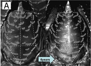 6年経過しても甲殻の模様は変化しない
