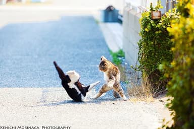 猫写真家・森永健一 作品