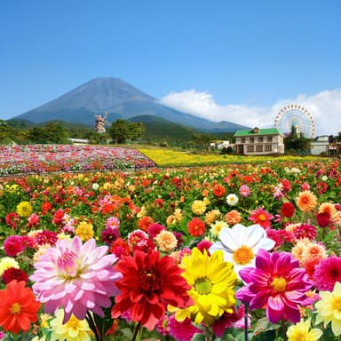 「富士山の裾野 天空のダリア祭り 2015」イメージ画像