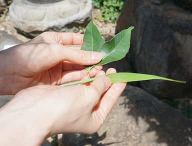 木の葉厚み計測