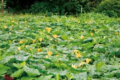 半原かぼちゃの生産風景