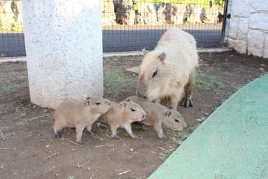 カピバラ 赤ちゃんと母親(1)