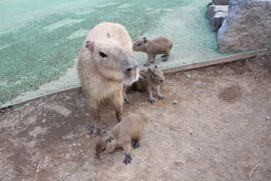 カピバラ 赤ちゃんと母親(5)