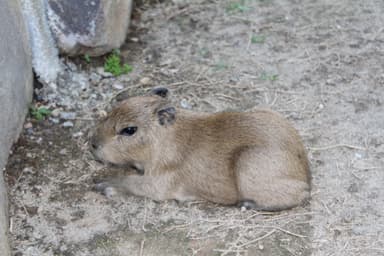 カピバラ 赤ちゃん(1)