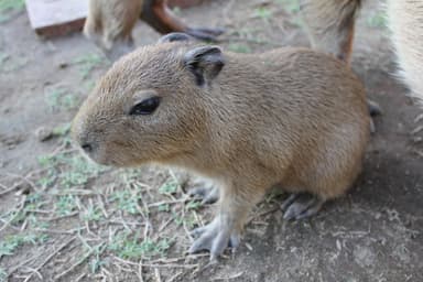 カピバラ 赤ちゃん(2)