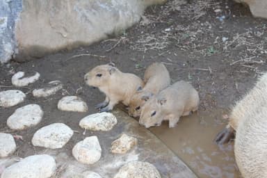 カピバラ 赤ちゃん(3)