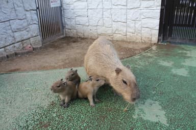 カピバラ 赤ちゃんと母親(2)