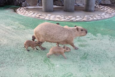 カピバラ 赤ちゃんと母親(3)