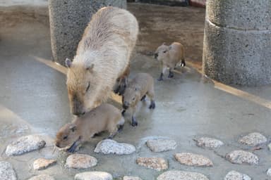 カピバラ 赤ちゃんと母親(4)