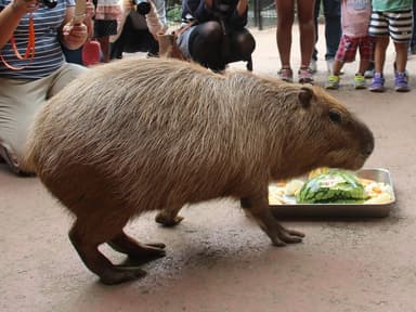 埼玉県こども動物自然公園「彦馬(ひこま)」