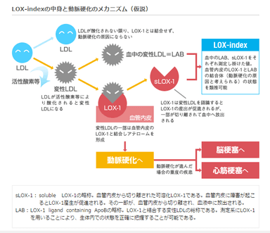 動脈硬化のメカニズムと「LOX-index(R)」