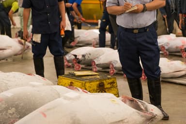 外国人に人気のまぐろせり