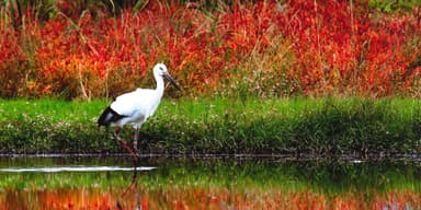 城崎温泉泊覧会 2015 Autumn　コウノトリ