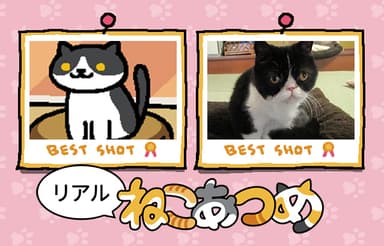 「リアルねこあつめ」イメージ画像1