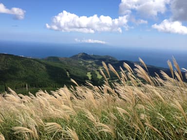 稲取細野高原秋のすすき