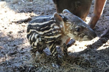 伊豆シャボテン公園 ブラジルバク (1)