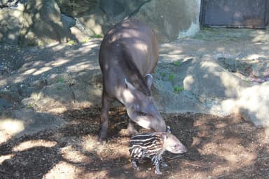 伊豆シャボテン公園 ブラジルバク (2)