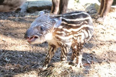 伊豆シャボテン公園 ブラジルバク (3)