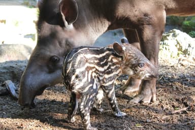 伊豆シャボテン公園 ブラジルバク (4)