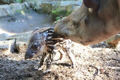 伊豆シャボテン公園 ブラジルバク (5)