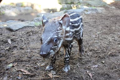 伊豆シャボテン公園 ブラジルバク (6)