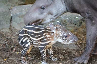 伊豆シャボテン公園 ブラジルバク (7)