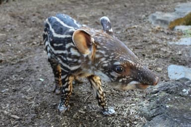 伊豆シャボテン公園 ブラジルバク (8)