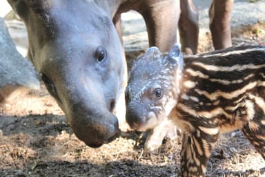 伊豆シャボテン公園 ブラジルバク (9)