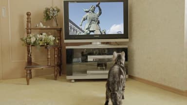 テレビを見つめる猫