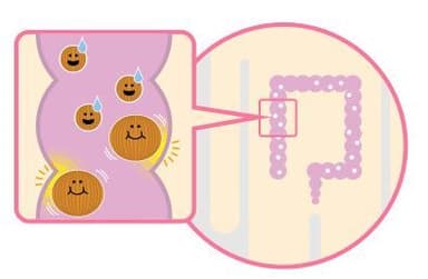 腸内で膨らむ図