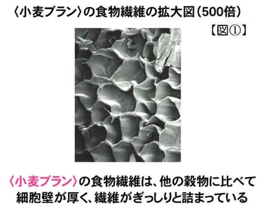 【図(1)】＜小麦ブラン＞食物繊維拡大図