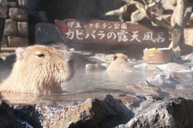 元祖カピバラの露天風呂 (1)