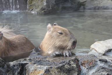 元祖カピバラの露天風呂 (4)