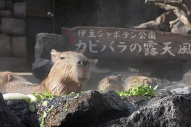 元祖カピバラの露天風呂 (7)