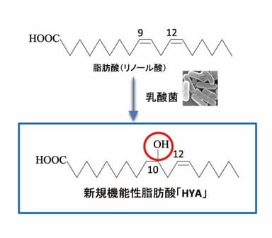 HYAの変換経路