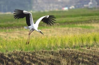 豊岡市を飛ぶコウノトリ